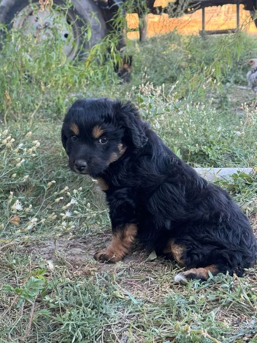 Продам щенков охотничья порода!