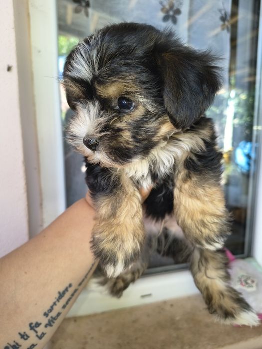 Yorkshire terrier mini toy