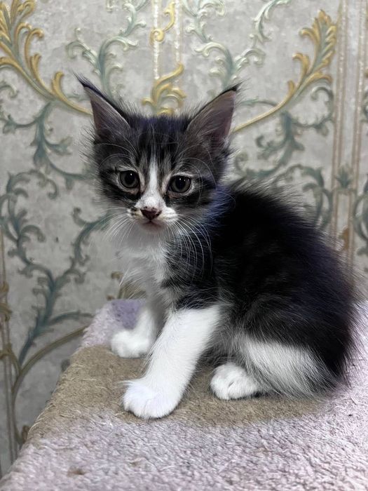 Продаются котята