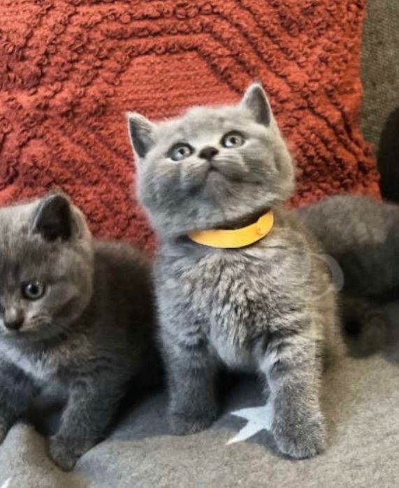 Котята Прямоухие