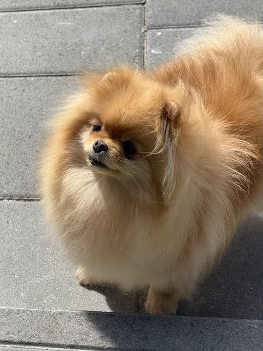 Мъжки миниатюрен померан с всички ваксини