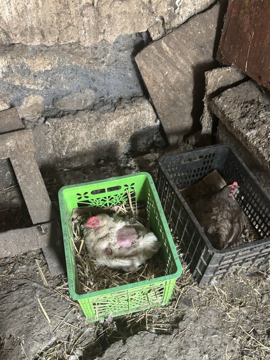 Продам домашних кур