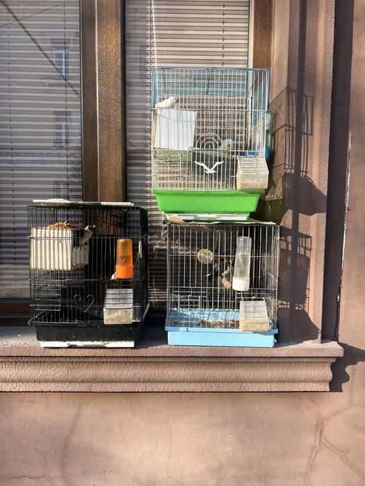 Амадинларни хар хили