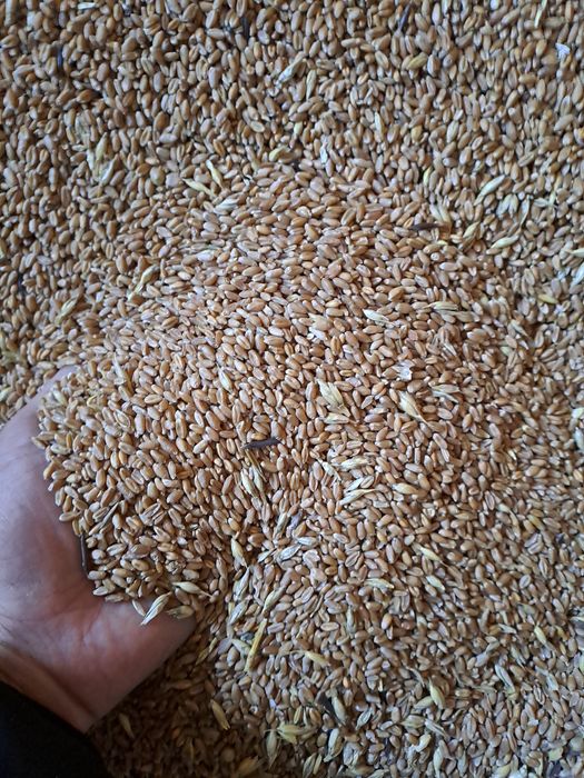 Продам пшеницу 80 тыс