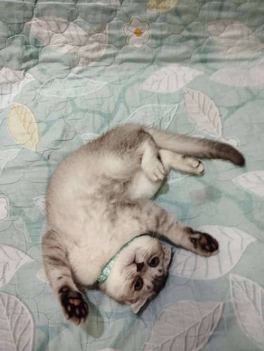 Котёнок скоттиш фолд девочка шиншилла