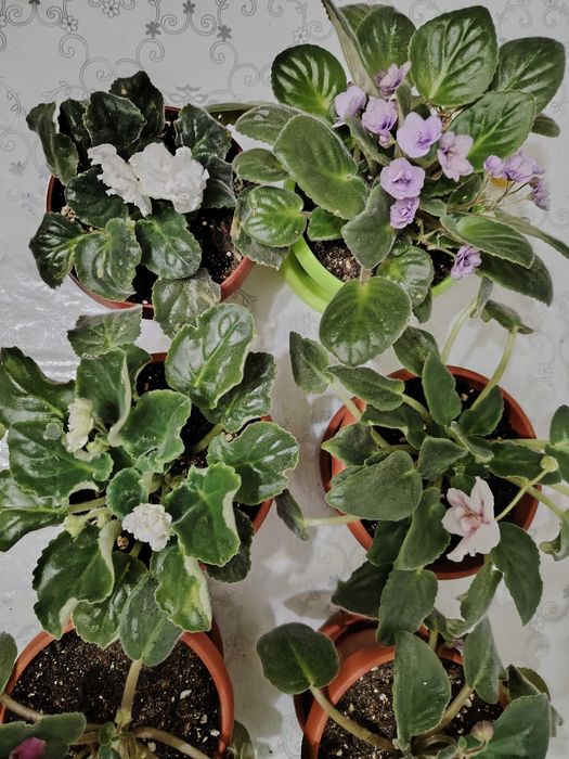 Комнатные растения