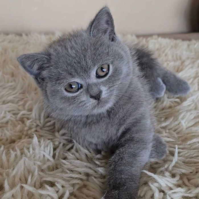 Британски котета.