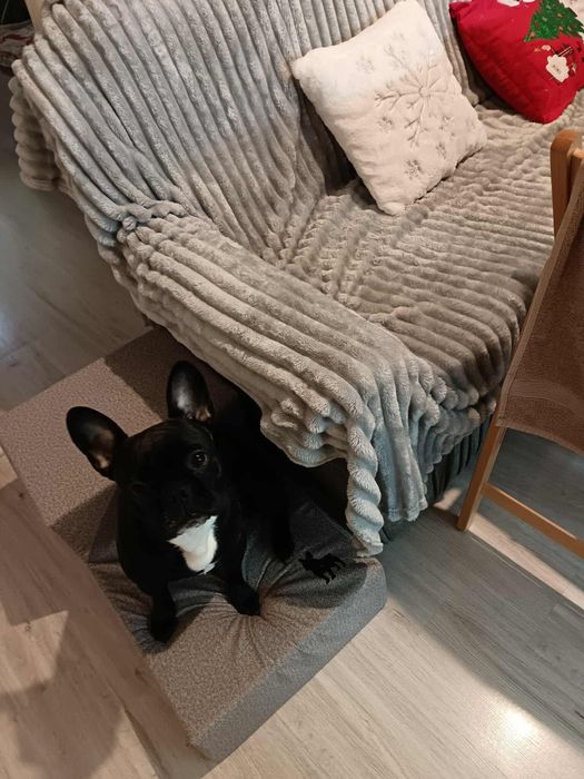 Продава стълби за френчита