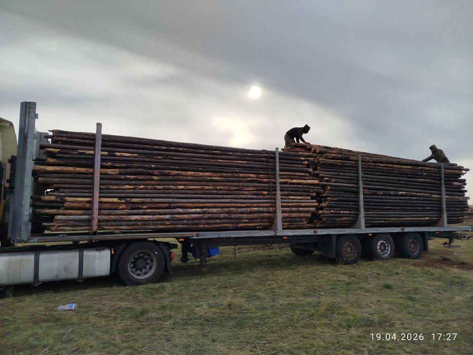 Кругляк,Борене,Сосна,Балка