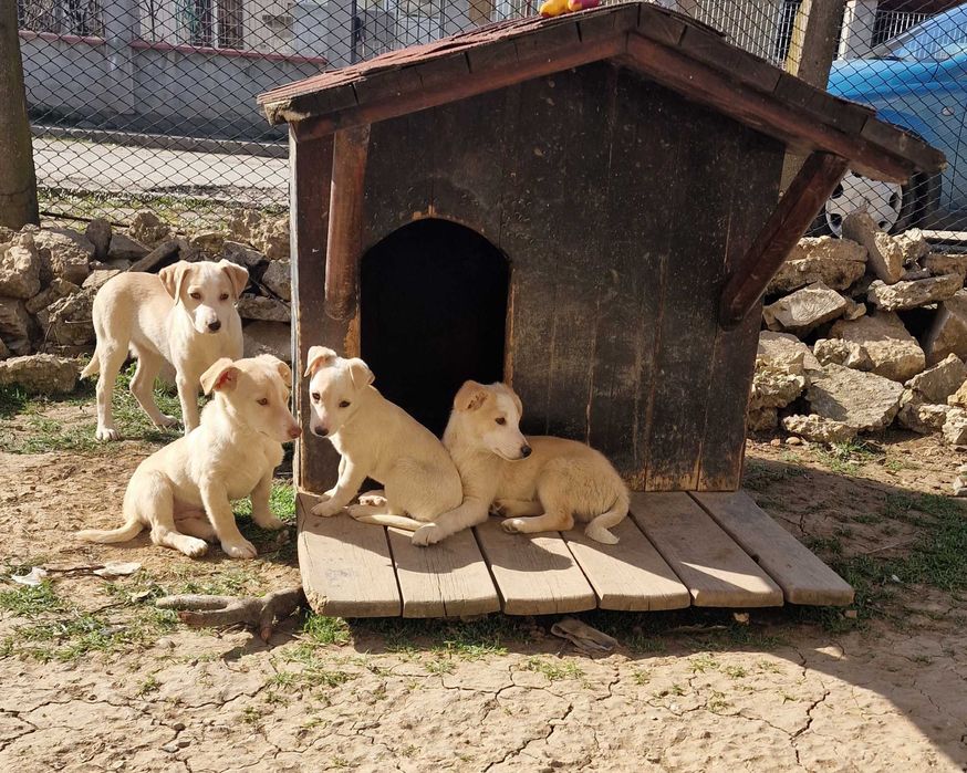 Подаряват се 4 малки кученца
