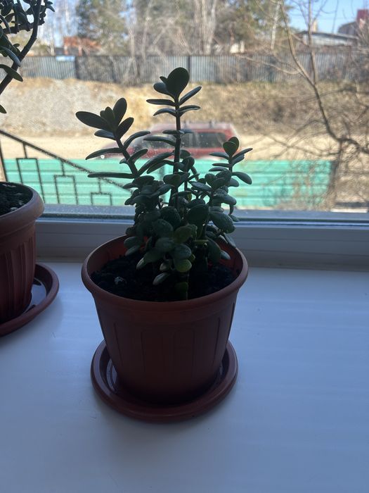 Денежное дерево продам