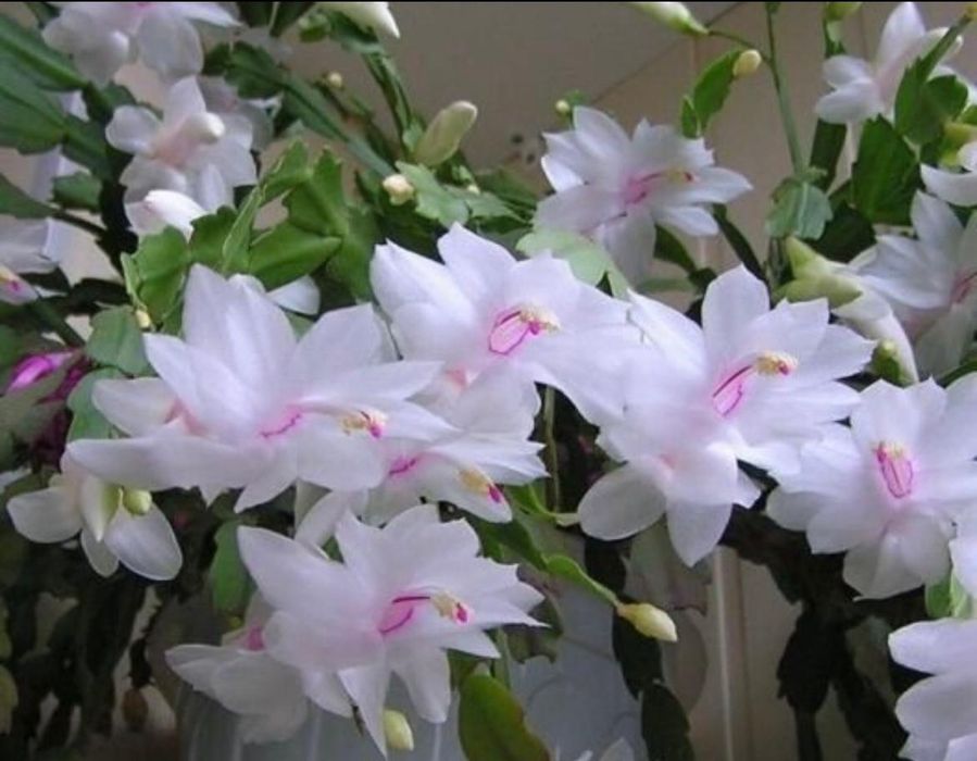 Комнатные растения