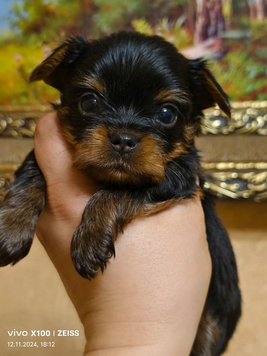 Продам щенков йоркширского терьера.