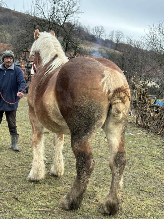 Vând Manza grea gestantă