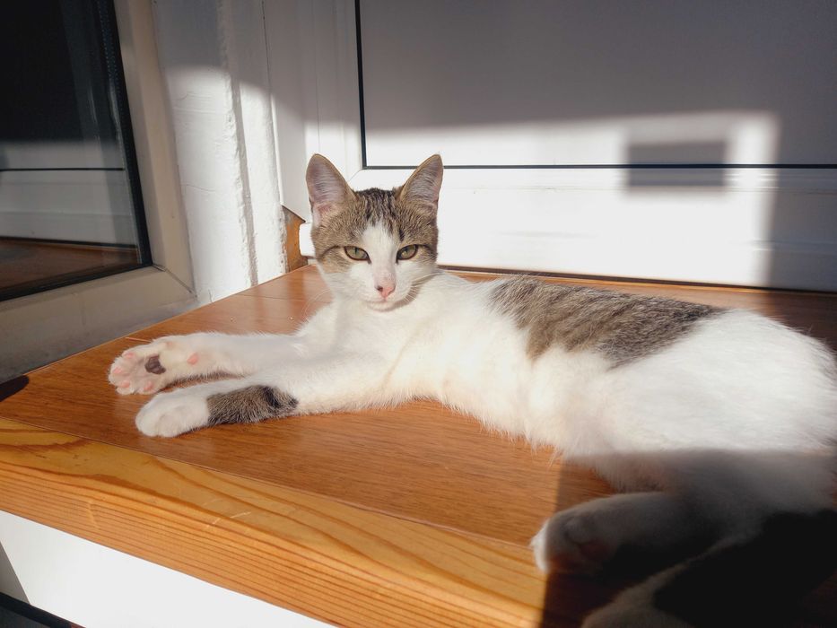 Котенок срочно ищет новый дом