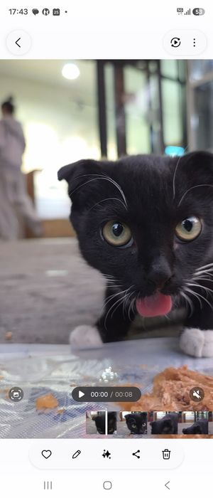 Котёнок в добрые руки