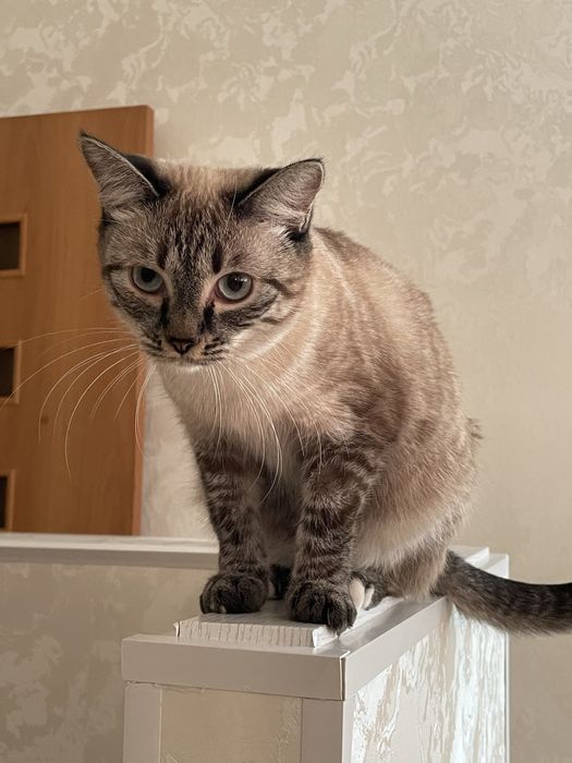 2 кошечки ищут новый дом