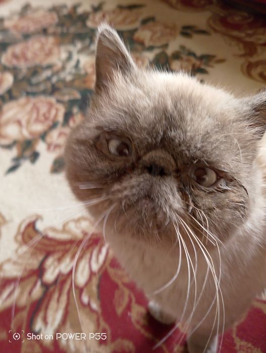 Продам экзотическую короткошёрстную кошку

Продаётся взрослая породист