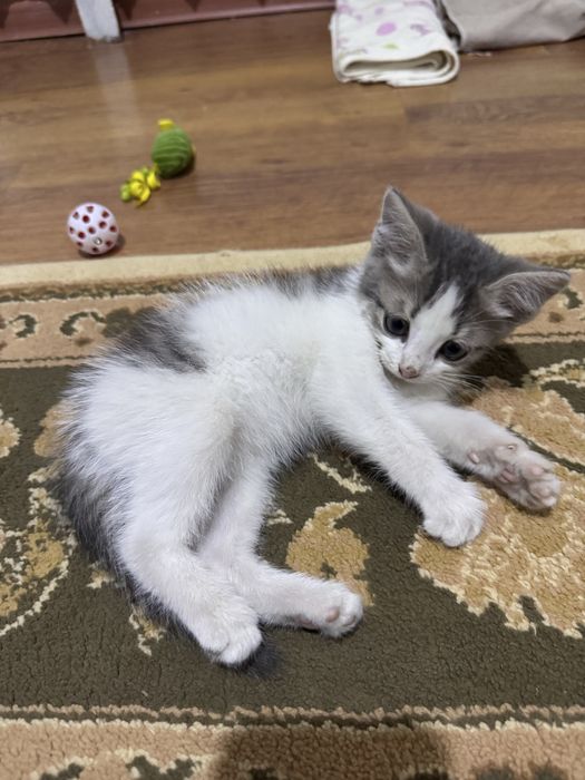 Отдам Котенока в добрые руки