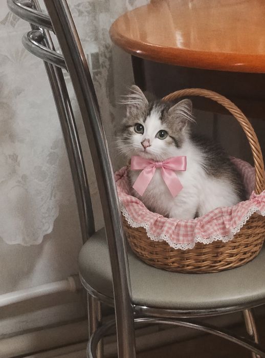 Девочка Белла в добрые руки