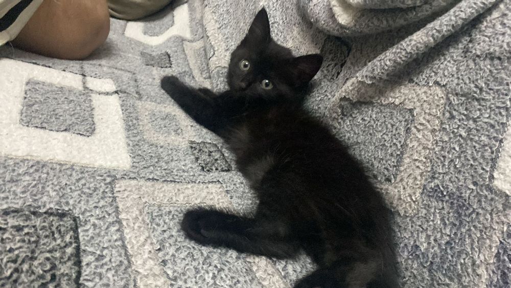 Отдам котят в хорошие руки