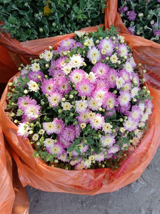 Хризантема Мультифлора