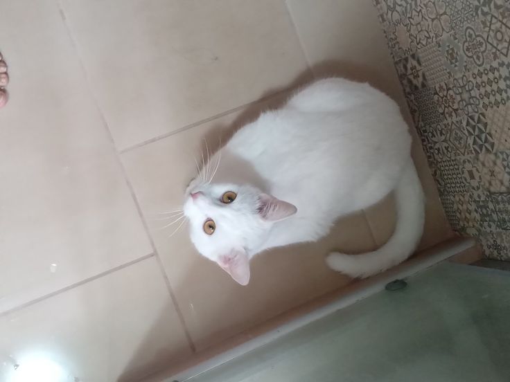 Белый кот красивый