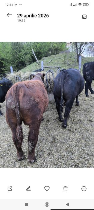 Vând taur ANGUS ROSU Genetică Superioară