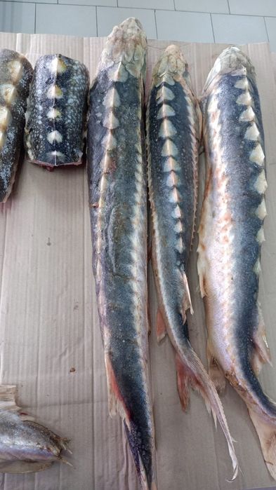 Осетр свежий с головой.