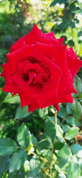 Продам цветы разных видов ,кустарники .