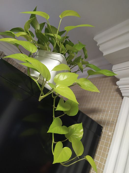 Эпипренум неон черенки