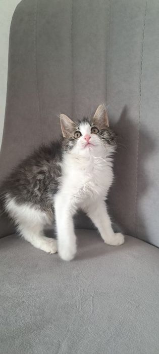 Кошечка отдам даром