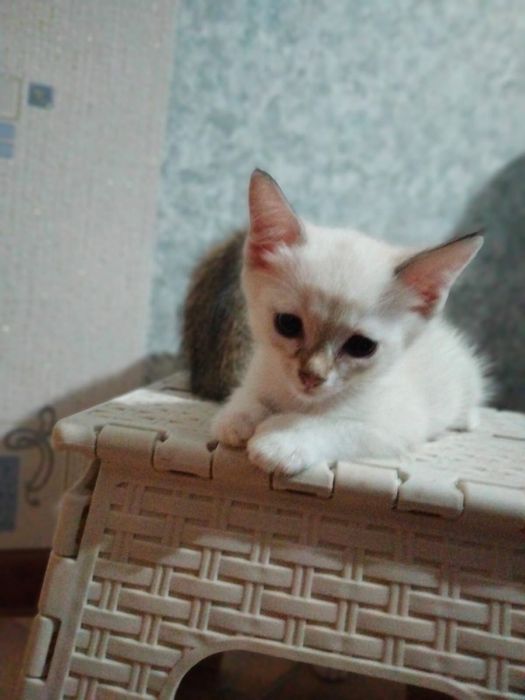 Отдам котят даром