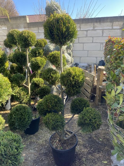 Pom pom,bonsai,spirală