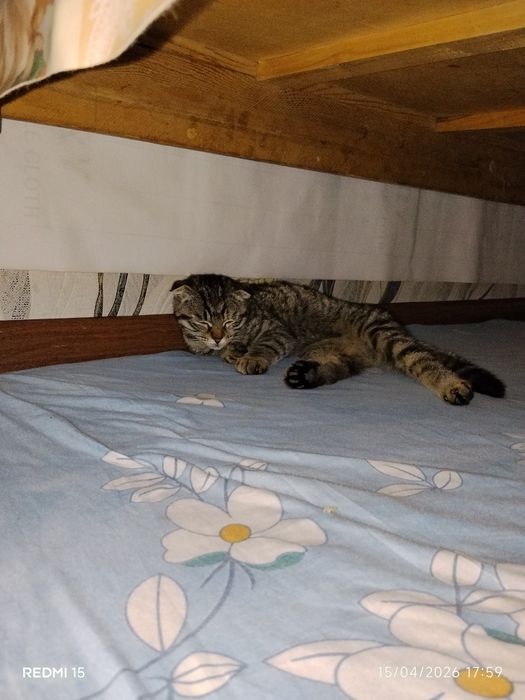 Scotish fold mushuk sotiladi