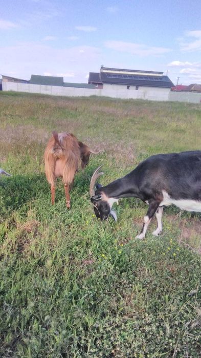 Vand capră tânăra si buna de lapte,in Fughiu