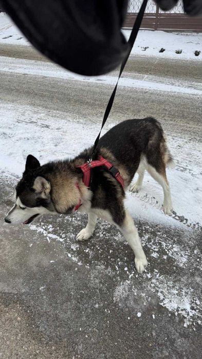 Adoptie responsabila Husky, 4 ani