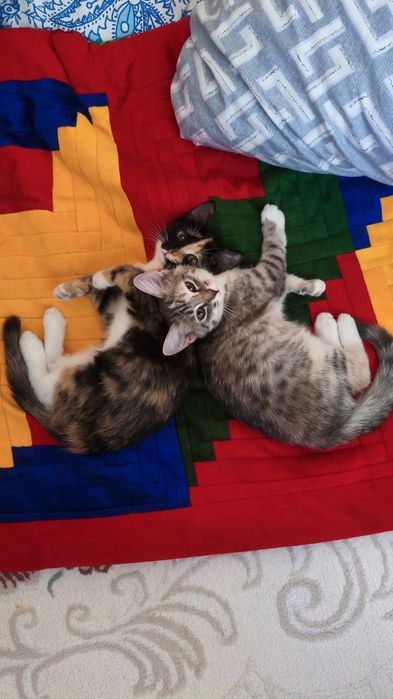 Котята в добрые руки