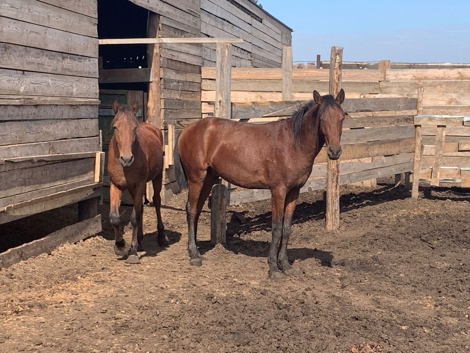 Продам лошадей с откорма