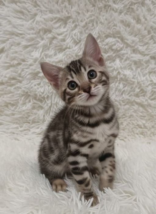 Бенгальские котята