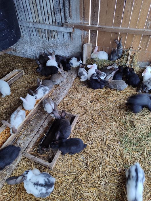 Iepurași de vânzare.Rasa Fluture si Urias German