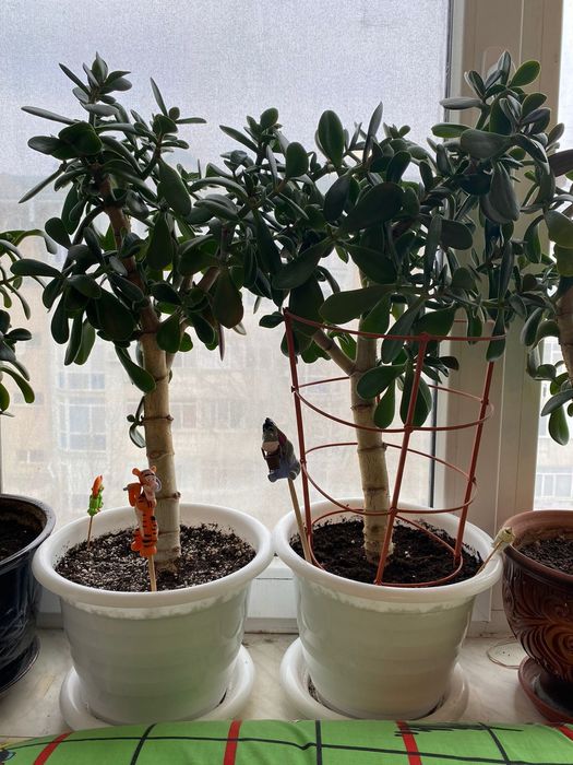 Продаётся денежное дерево Толстянка