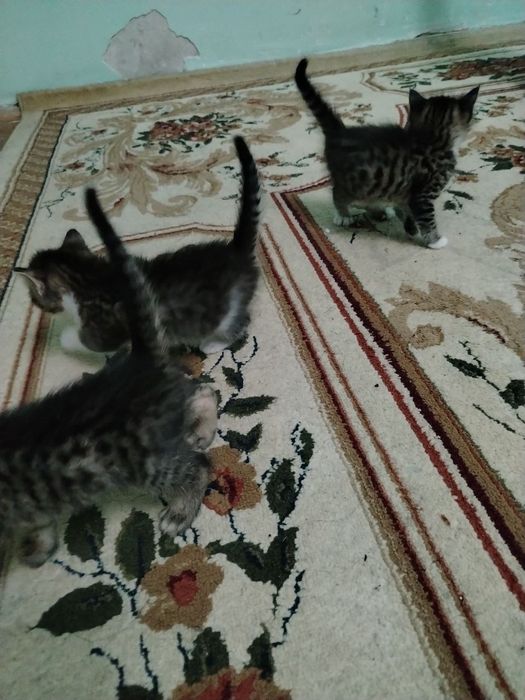 Отдам даром  котенки