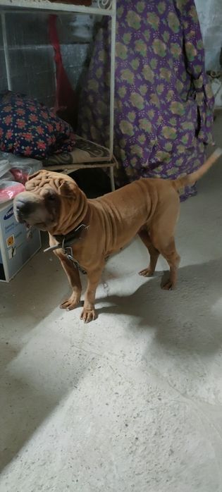 Paroda sharpey 1 yosh