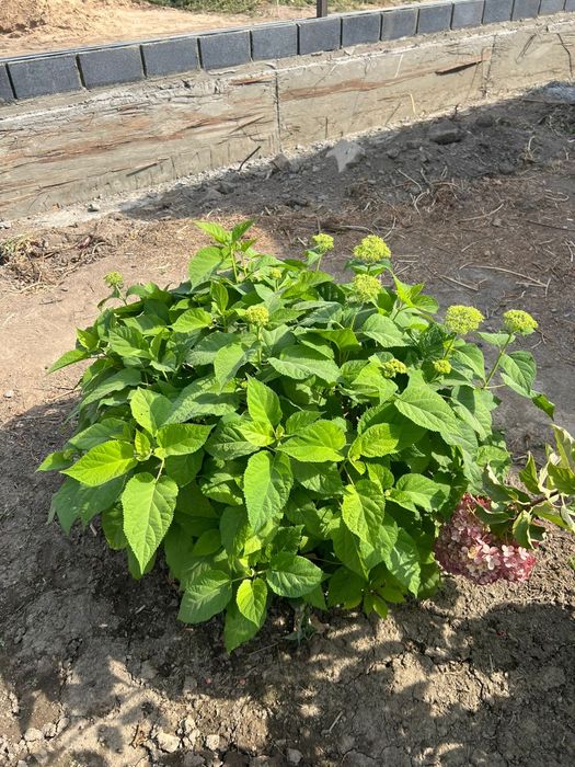 Продам елки, туи , цветы