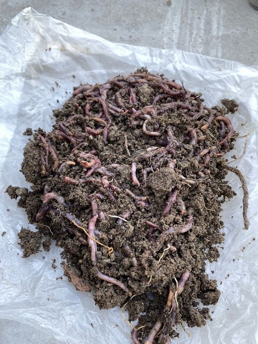 черви на рыбалку