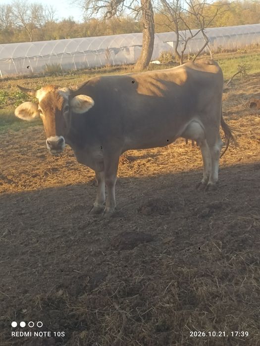 Brunā de maramures cu vitel