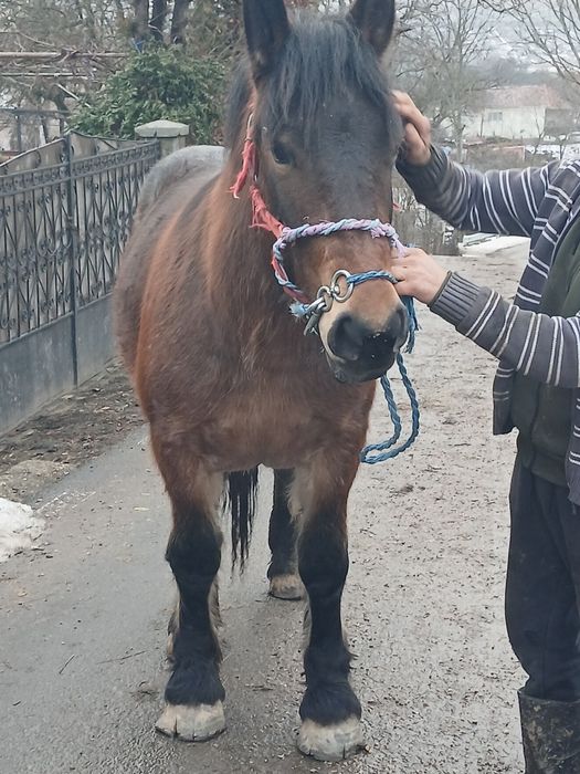 Mânz de doi ani de vanzare