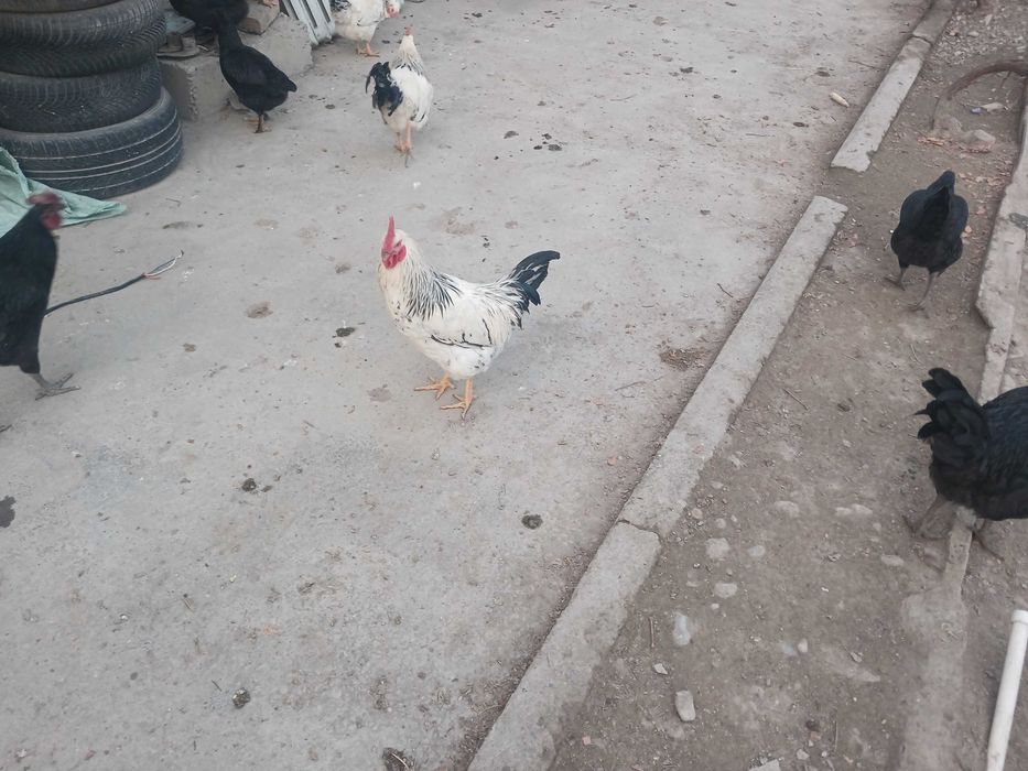 Yangi tuxumlar sotilladi