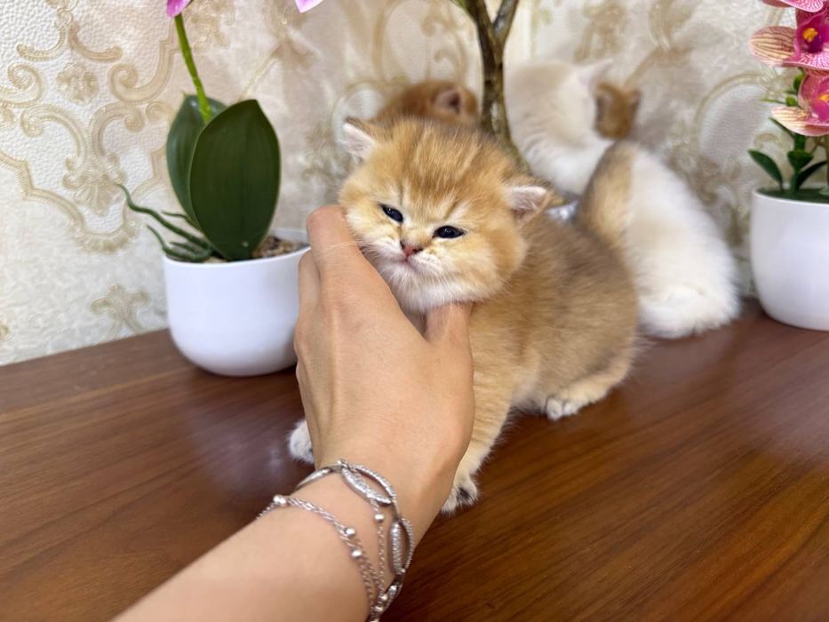100 Тоза шиншила 40 кунлик